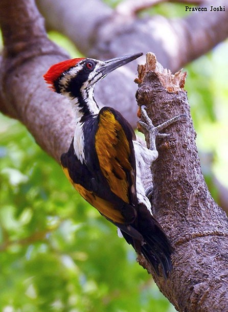 White-naped Woodpecker - ML379684711