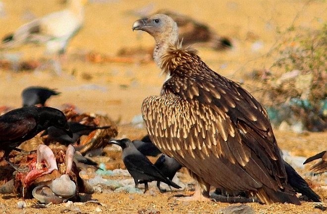 Himalayan Griffon - ML379684781