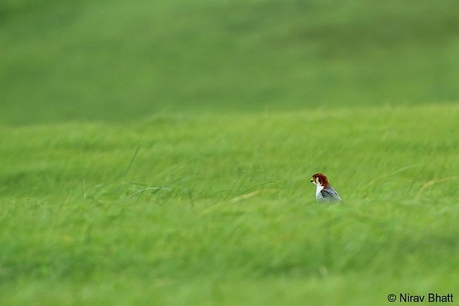 Red-necked Falcon (Asian) - ML379684791