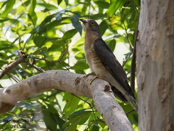 Common Hawk-Cuckoo - ML379684921