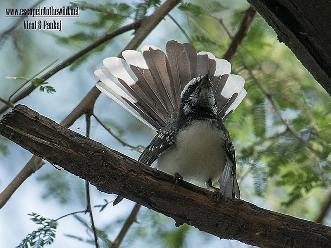 White-browed Fantail - ML379684961