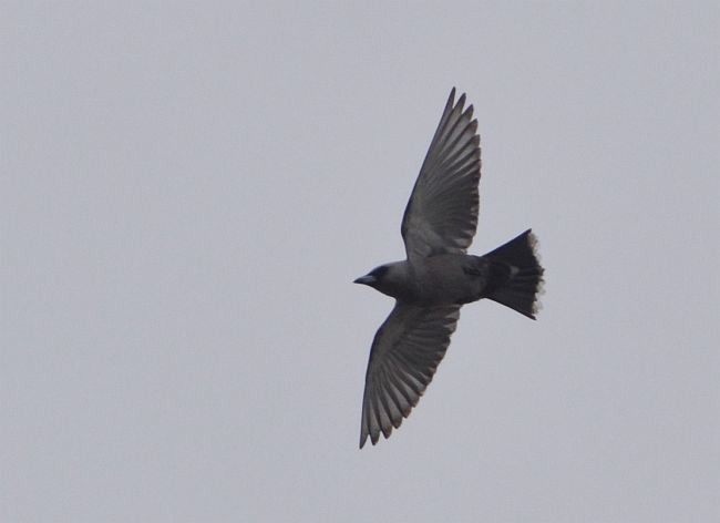 Black-faced Woodswallow (Black-vented) - ML379685051