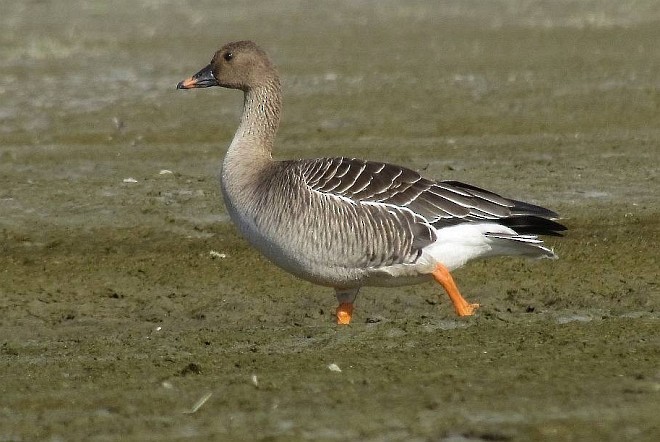 Taiga/Tundra Bean-Goose - prosenjit singhadeo