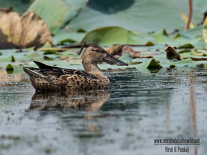 Northern Shoveler - ML379685091