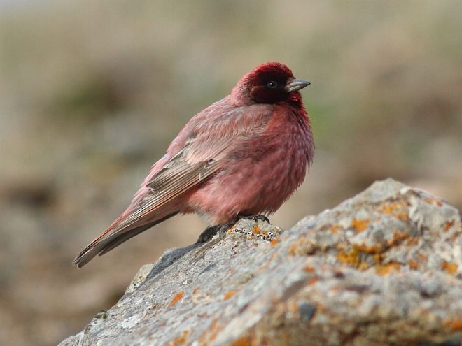 Tibetan Rosefinch - ML379685291