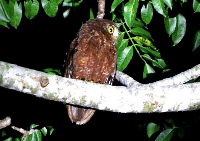 Enggano Scops-Owl - ML379685361