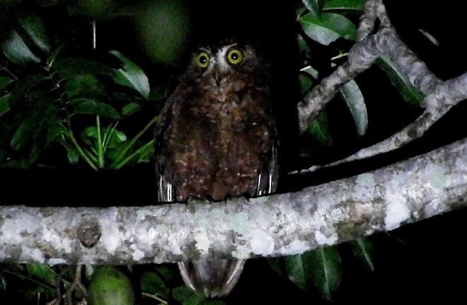 Enggano Scops-Owl - ML379685371