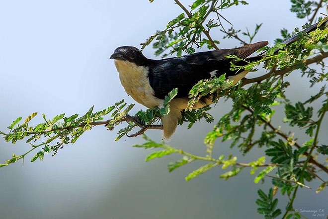 Pied Cuckoo - ML379685391