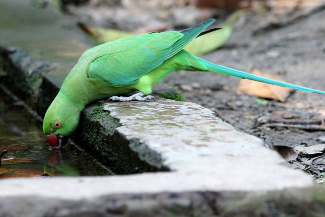 Rose-ringed Parakeet - ML379685451