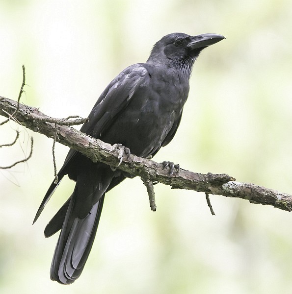 Large-billed Crow (Large-billed) - Con Boekel