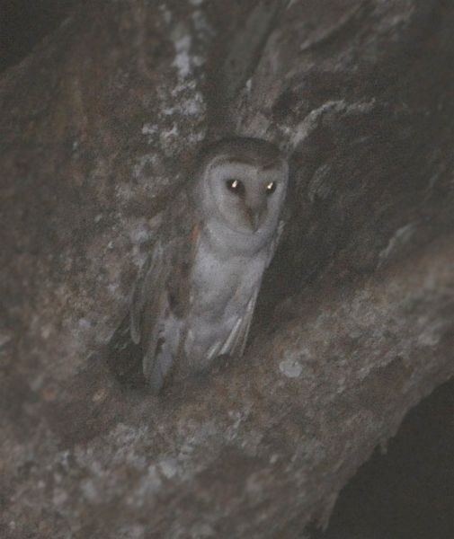 Eastern Barn Owl (Eastern) - ML379685701