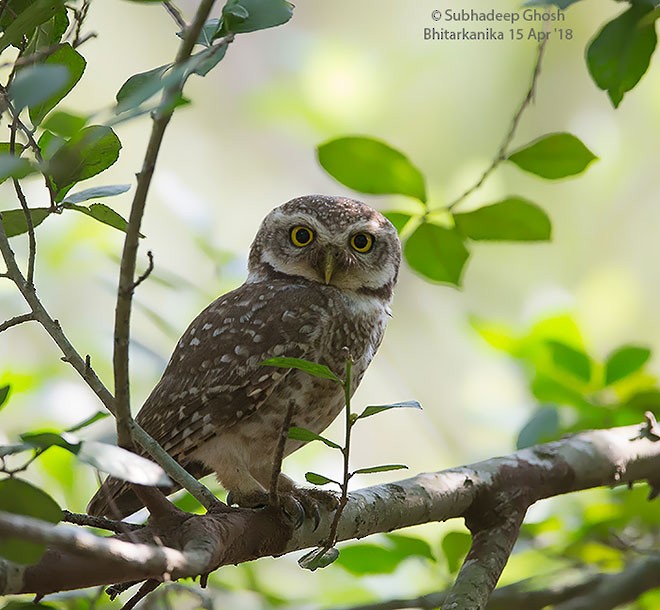 Spotted Owlet - ML379686091