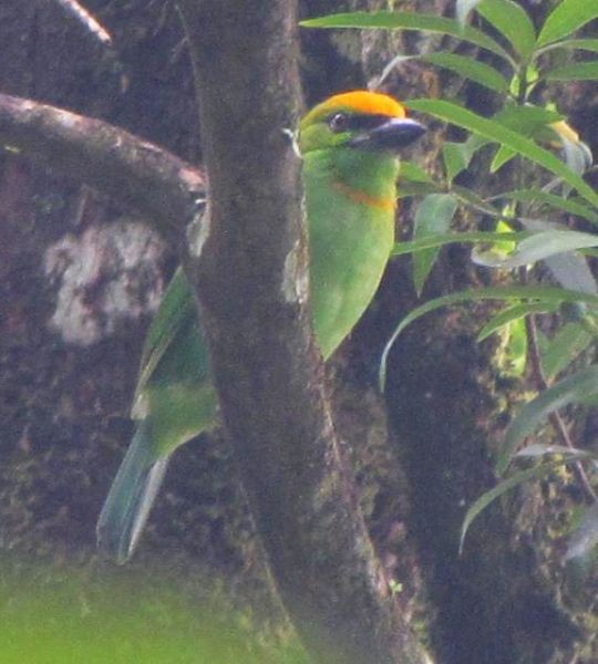 Flame-fronted Barbet - ML379686481