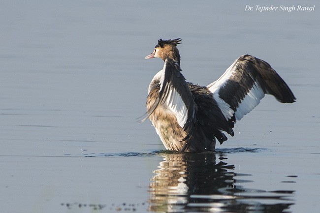 Great Crested Grebe - ML379686691