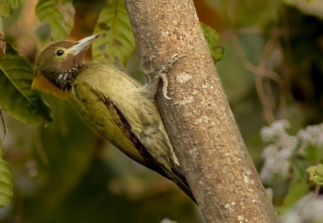 Greater Yellownape - ML379686901