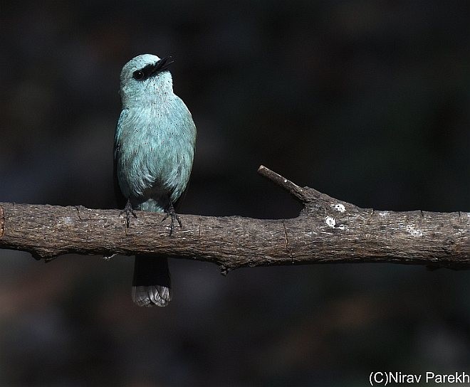 Verditer Flycatcher - ML379687231