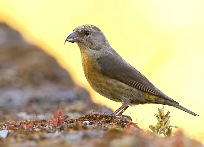 Bec-croisé des sapins (himalayensis) - ML379687271