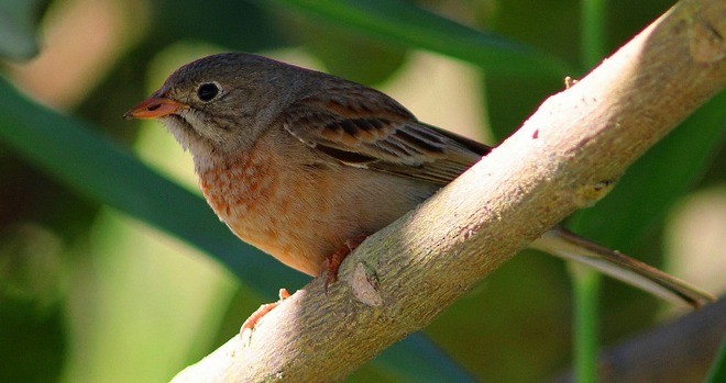 Gray-necked Bunting - ML379687441