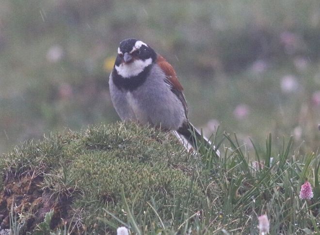 Tibetan Bunting - ML379687811