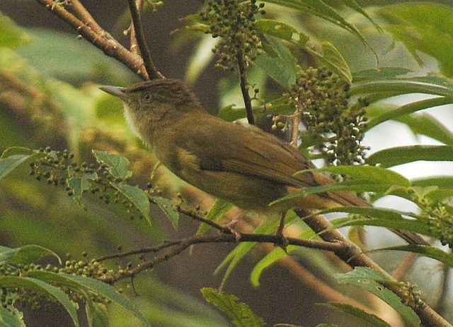 オリーブヒヨドリ（viridescens／lekhakuni） - ML379687841