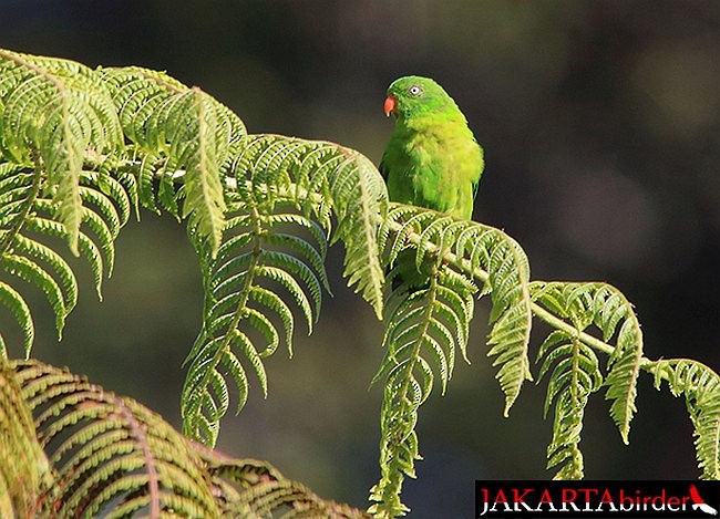 Yellow-throated Hanging-Parrot - ML379687911