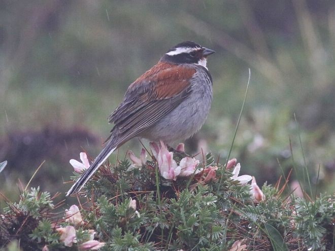 Tibetan Bunting - ML379687961