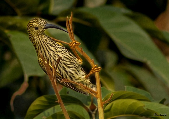 Streaked Spiderhunter - ML379688061