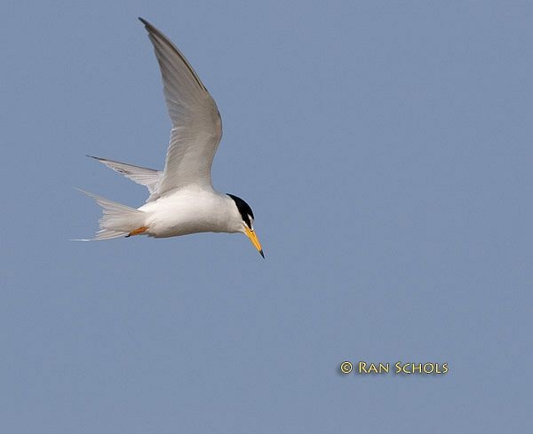 Little Tern - Ran Schols