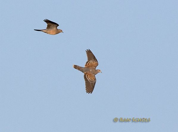 Oriental Turtle-Dove - Ran Schols