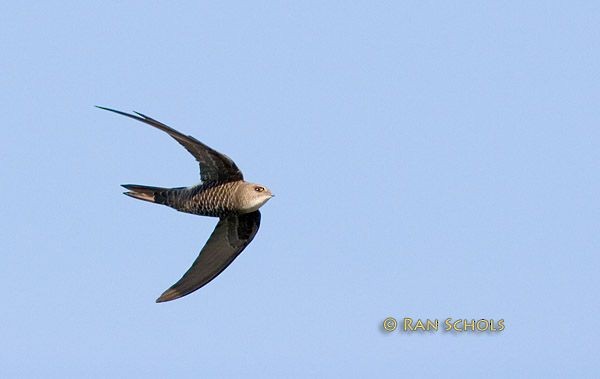 Pacific Swift - ML379688501