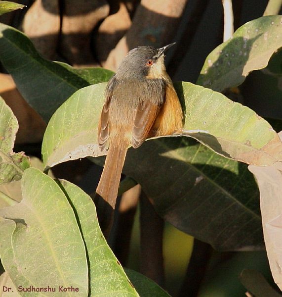 Prinia Cenicienta - ML379688611