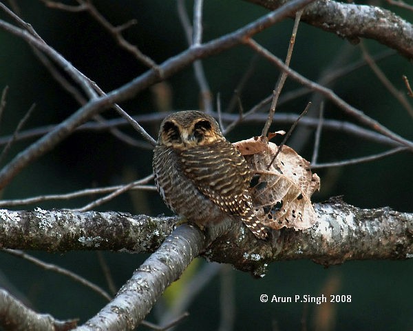 Collared Owlet - ML379688681