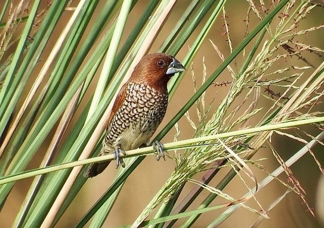 Scaly-breasted Munia (Scaled) - ML379688691