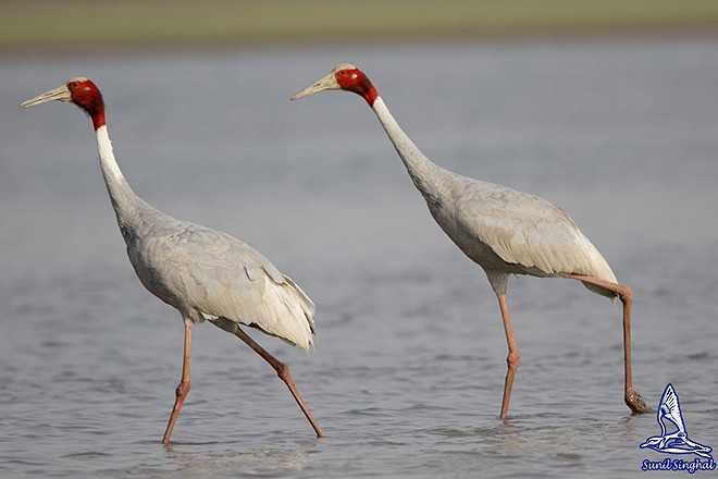 Sarus Crane - ML379688831