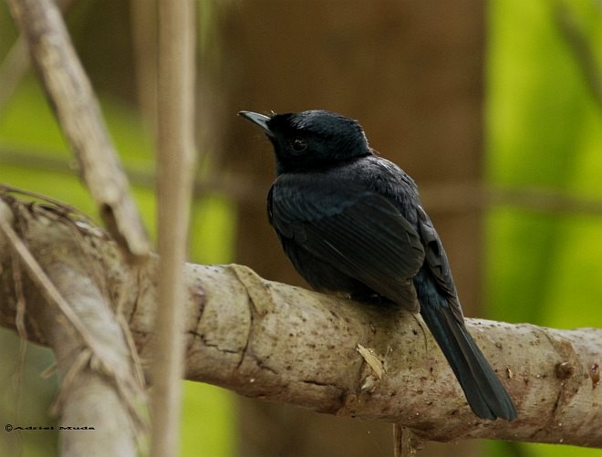 Shining Flycatcher - ML379688941