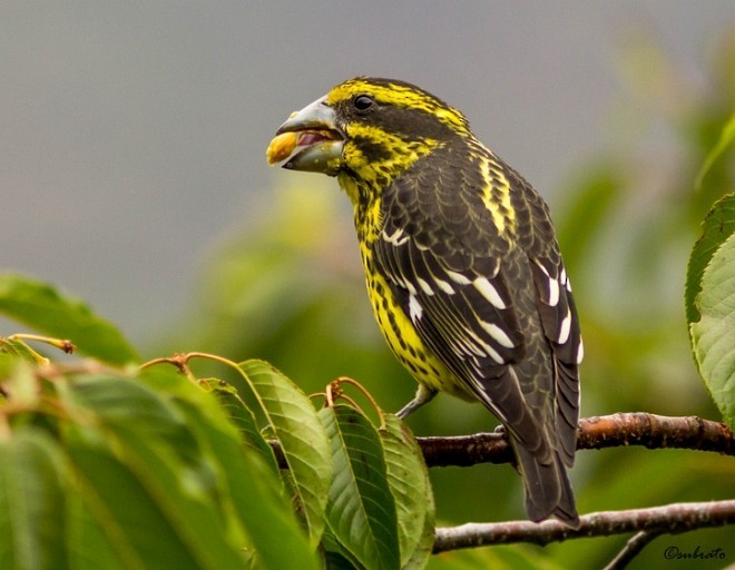 Spot-winged Grosbeak - ML379688951