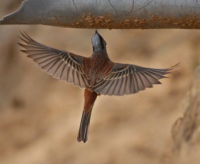White-capped Bunting - ML379689001