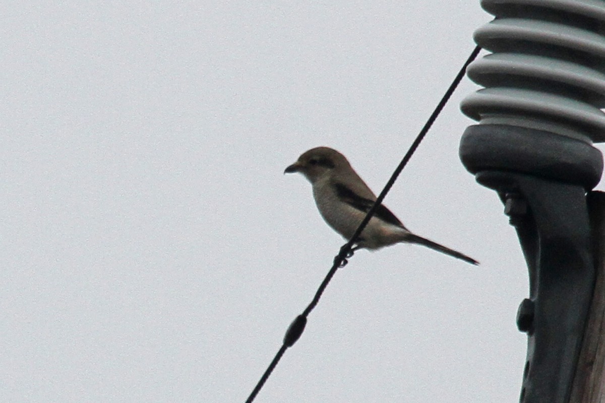 Northern Shrike - Jeffrey Offermann