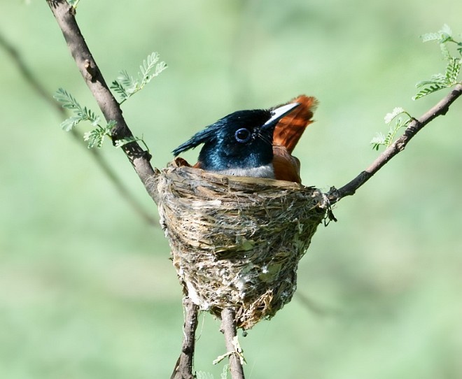 Indian Paradise-Flycatcher - ML379689021