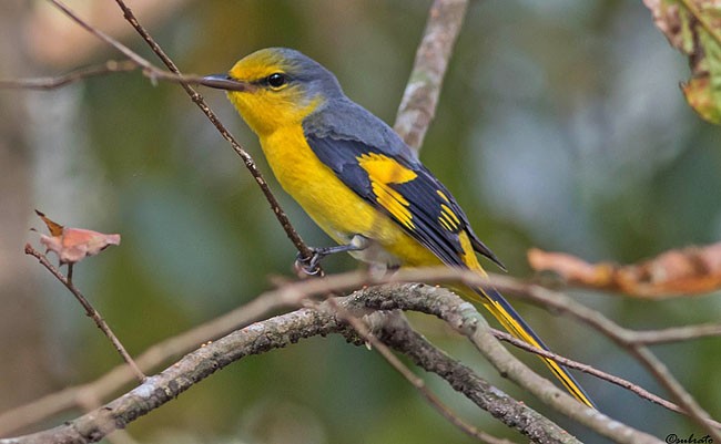 Scarlet Minivet (Scarlet) - ML379689201