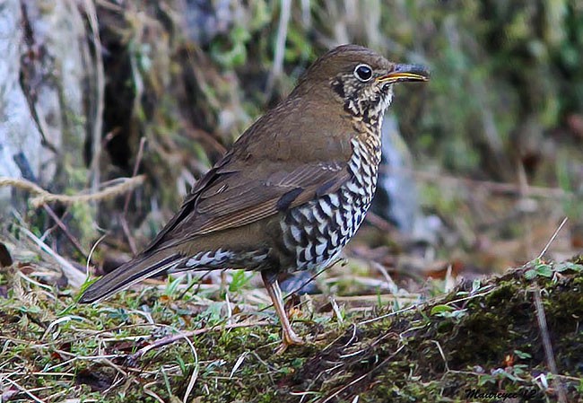 Alpine Thrush - Maitreyee Das