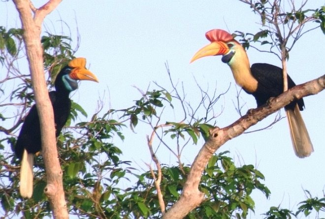 Knobbed Hornbill - ML379689261