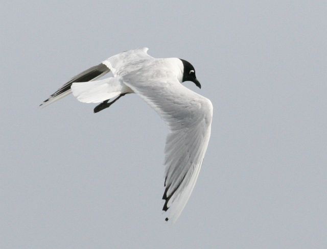 Saunders's Gull - ML379689331