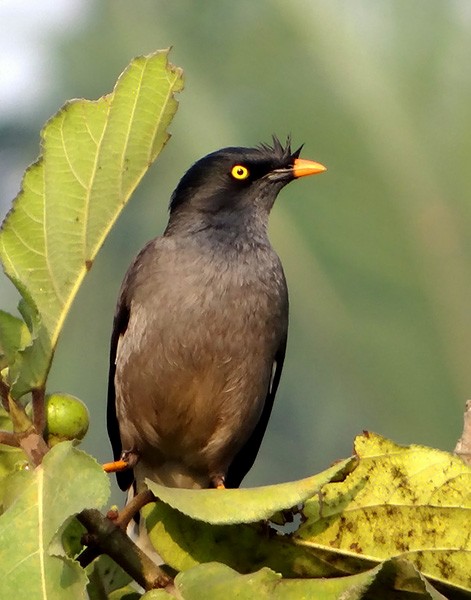 Jungle Myna - ML379689421