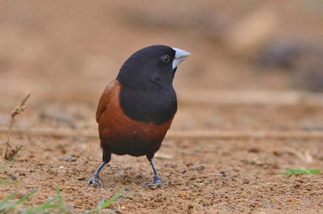 Chestnut Munia (Chestnut) - ML379689511