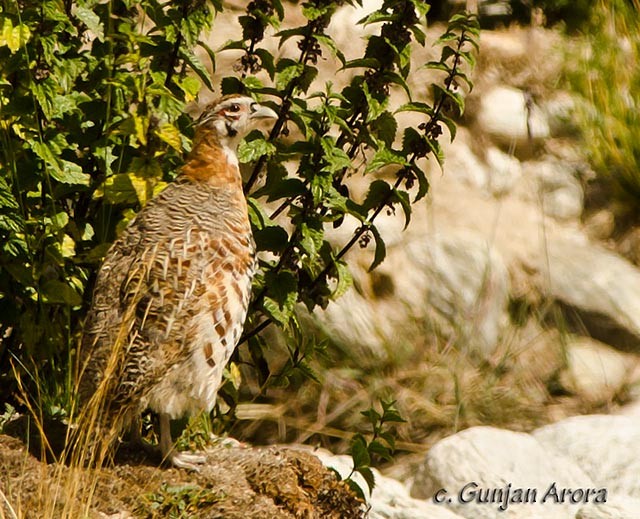 Tibetan Partridge - ML379689651