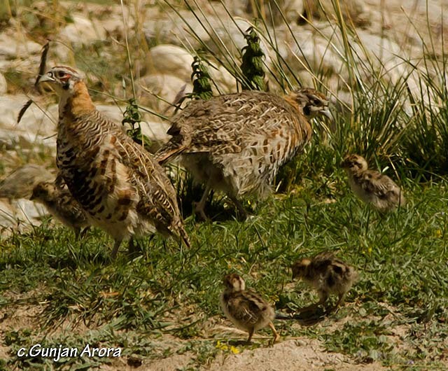 Tibetan Partridge - ML379689731