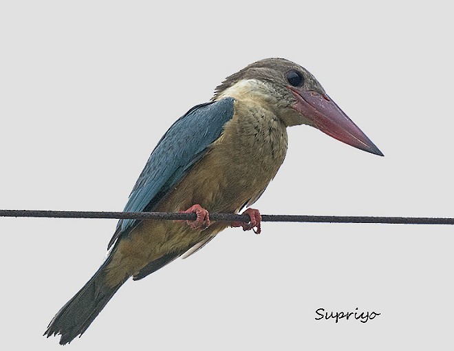 Stork-billed Kingfisher - ML379689821