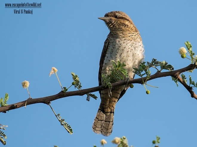 Eurasian Wryneck - ML379690191