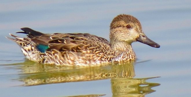 Green-winged Teal (Eurasian) - ML379690311